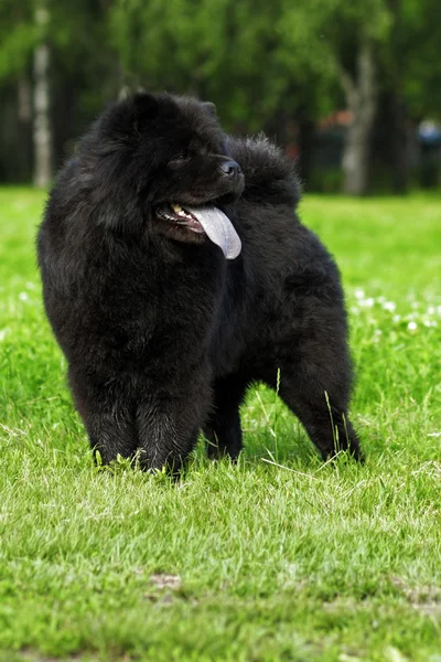 Mullido perro crianzas Chow Chow negro paseos en el verano . —  Fotos de Stock