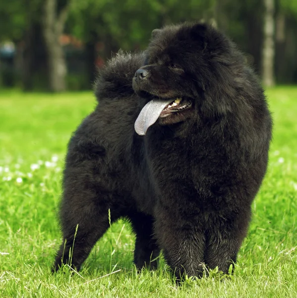 Mullido perro crianzas Chow Chow negro paseos en el verano . —  Fotos de Stock