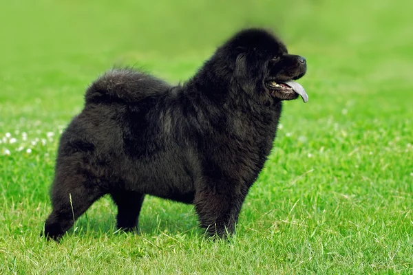 Bello cane razza Chow Chow raro colore nero è quello di mostrare il po — Foto Stock