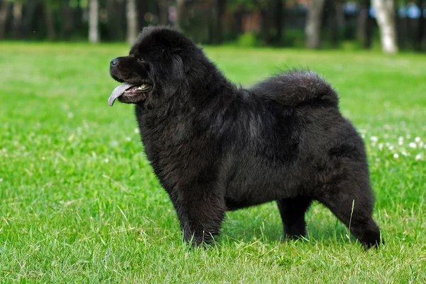 Belle race de chien Chow Chow couleur noire rare est de montrer le po — Photo