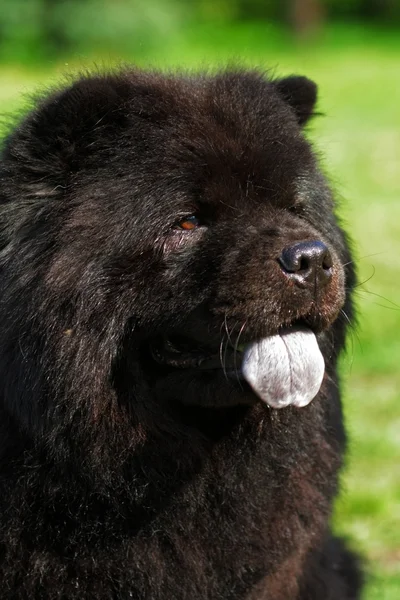 Hermoso perro negro esponjoso, Chow Chow verano al aire libre —  Fotos de Stock