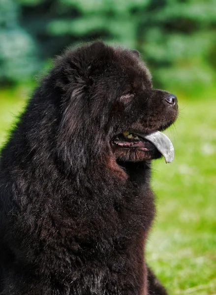 Güzel kabarık siyah köpek, Chow Chow yaz açık havada — Stok fotoğraf