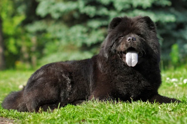 Joyeux chien noir flou le Chow Chow couché en été sur le n — Photo