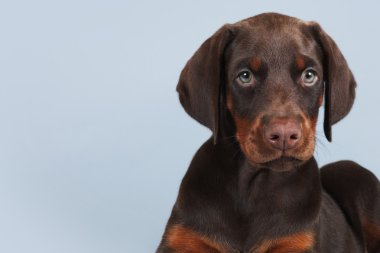 Mavi arka planda oturan güzel kahverengi Doberman köpek yavrusu