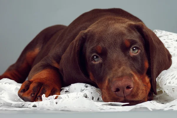 Bonito cachorro de raça pura marrom Doberman muito triste, colocar a cabeça um — Fotografia de Stock