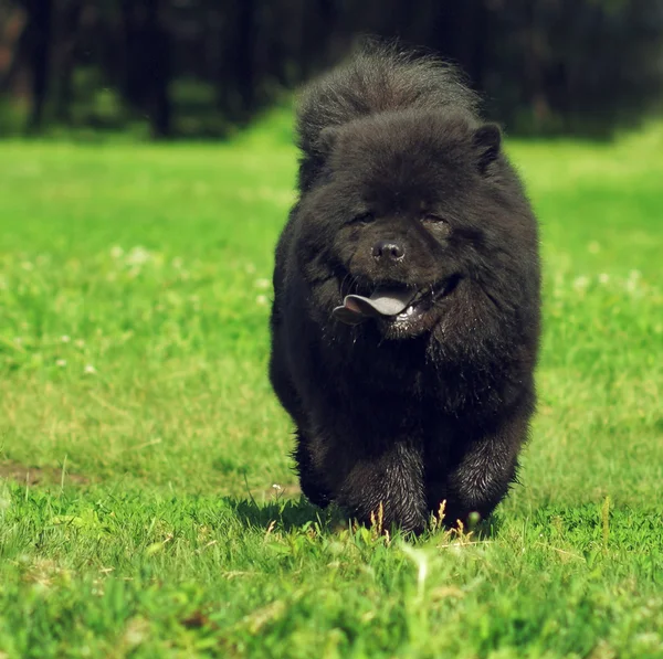 美しいフワフワ犬チャウチャウ珍しい黒い色で実行します。 — ストック写真