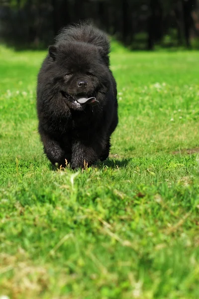 Hermosa raza de perro esponjoso Chow Chow raro color negro corre en th —  Fotos de Stock