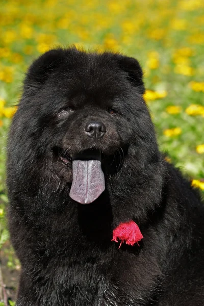Bonito cachorro preto fofo, Chow Chow verão ao ar livre — Fotografia de Stock