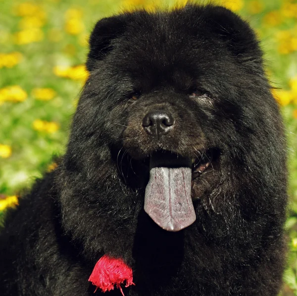 Hermoso perro negro esponjoso, Chow Chow verano al aire libre —  Fotos de Stock