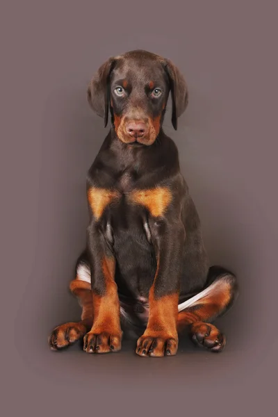 Bonito cachorrinho Doberman marrom sentado no fundo marrom em th — Fotografia de Stock