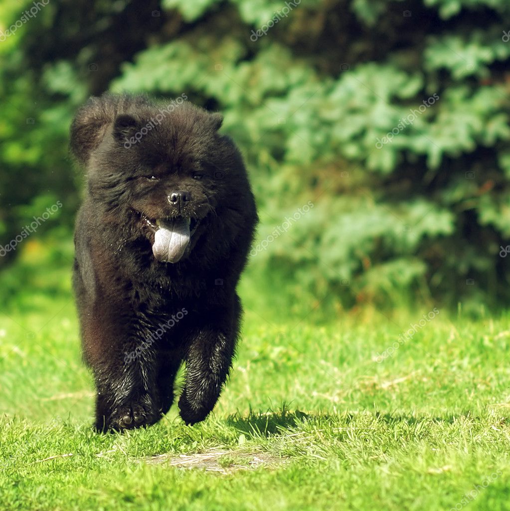 Beautiful fluffy dog breed Chow Chow rare black color runs