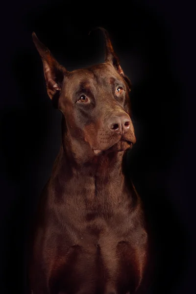 Raça cão Doberman cor marrom em um fundo preto no garanhão — Fotografia de Stock