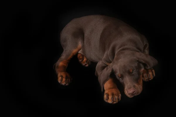 Pequeno cachorro Doberman marrom dormindo docemente em um backgrou preto — Fotografia de Stock