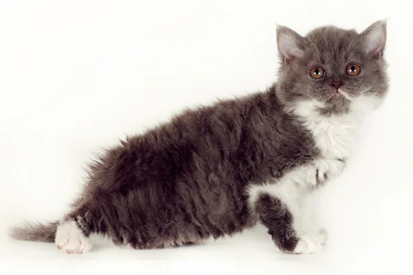 Kinky mały kotek Selkirk Rex na białym tle — Zdjęcie stockowe