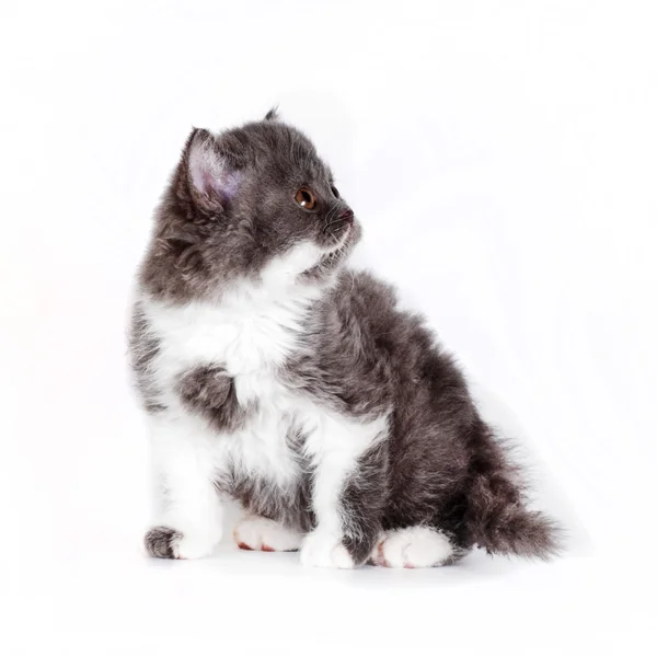 Kinky küçük kedi yavrusu Selkirk Rex beyaz arka plan üzerinde — Stok fotoğraf