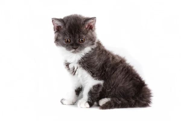 Yavru kedi Selkirk Rex beyaz arka plan gri-beyaz renk — Stok fotoğraf