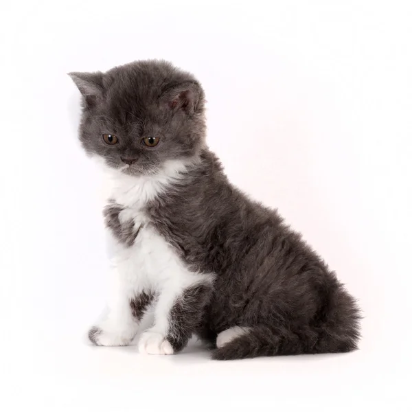 Yavru kedi Selkirk Rex beyaz arka plan gri-beyaz renk — Stok fotoğraf