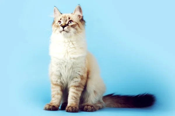 Genç güzel kedi doğurmak Neva maskeli bir mavi arka plan ben — Stok fotoğraf