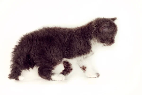 Kręcone kotek Selkirk Rex na białym tle — Zdjęcie stockowe