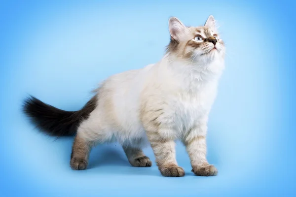 Jonge mooie kattenras Neva masquerade op een blauwe achtergrond ik — Stockfoto