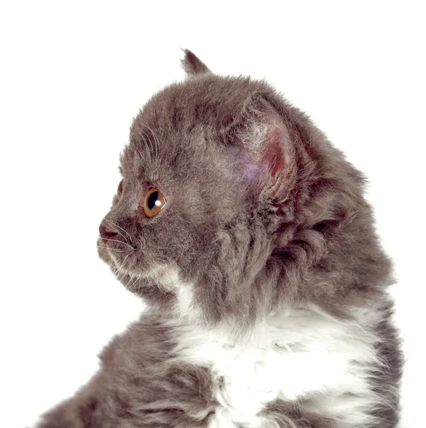 Beyaz arka plan gri-beyaz renk, şirin pe Selkirk Rex yavru kedi — Stok fotoğraf