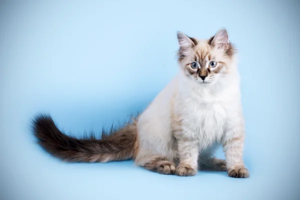 Joven hermosa gato crianza Neva mascarada en un azul fondo i —  Fotos de Stock