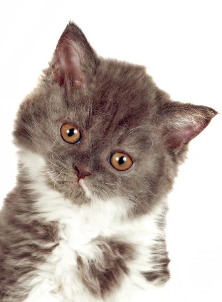 Kitten Selkirk Rex on white background gray-white color, cute pe — Stockfoto