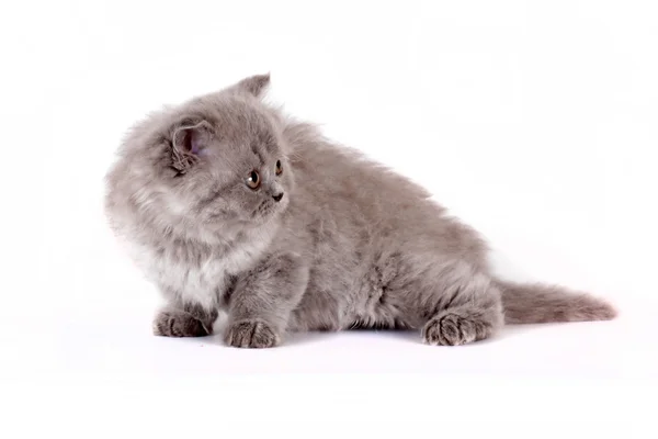 Beyaz arka plan gri renk üzerinde Selkirk Rex yavru kedi — Stok fotoğraf