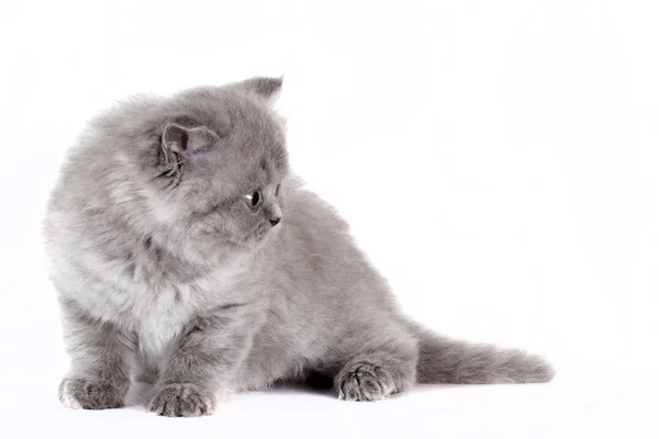 Gattino Selkirk Rex su sfondo bianco colore grigio — Foto Stock