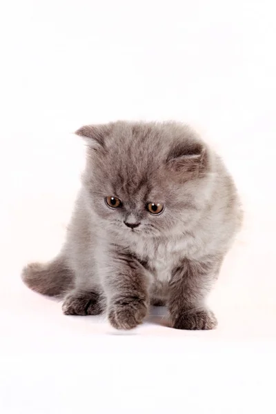 Gatito Selkirk Rex sobre fondo blanco gris — Foto de Stock