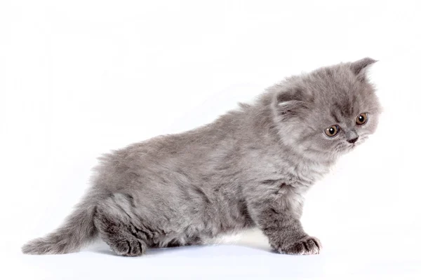 Chaton Selkirk Rex sur fond blanc couleur grise — Photo