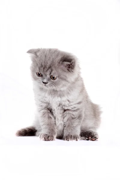 Kitten Selkirk Rex on white background gray color — Stockfoto