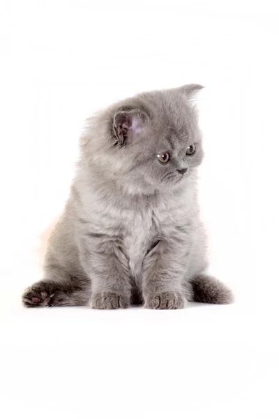 Kitten Selkirk Rex op witte achtergrond grijze kleur — Stockfoto