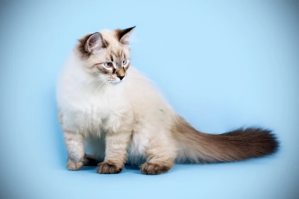 Joven hermosa gato crianza Neva mascarada en un azul fondo i — Foto de Stock