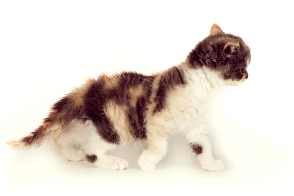Kotek Selkirk Rex tricolor jasnoszarego tła, słodkie zwierzę dla — Zdjęcie stockowe