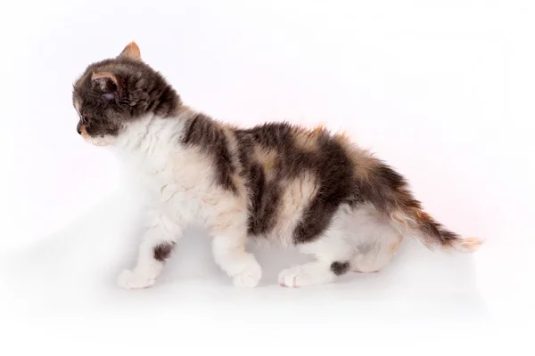 Kotek Selkirk Rex tricolor jasnoszarego tła, słodkie zwierzę dla — Zdjęcie stockowe
