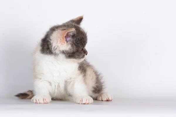 Yavru kedi doğurmak Selkirk Rex üç renkli renk ışık gri backg — Stok fotoğraf
