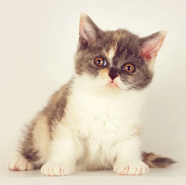 Niedliche Kätzchen züchten Selkirk Rex Katze sitzt auf einem hellgrauen Backgr — Stockfoto