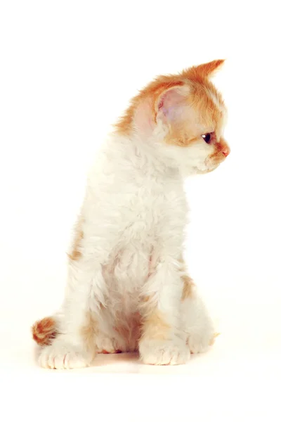 Gatito de raza Selkirk Rex rojo-blanco color sobre un fondo blanco —  Fotos de Stock