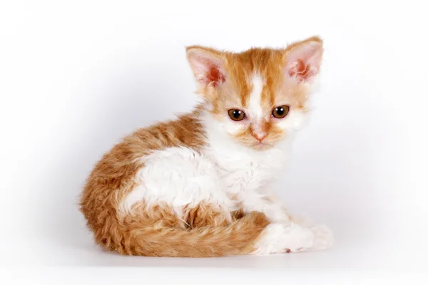 Yavru kedi doğurmak Selkirk Rex kırmızı-beyaz renkte bir ışık gri arka — Stok fotoğraf