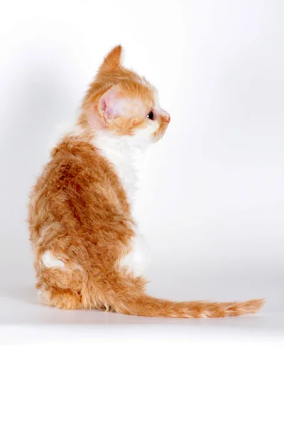 Gatito de raza Selkirk Rex color rojo-blanco sobre una espalda gris claro —  Fotos de Stock