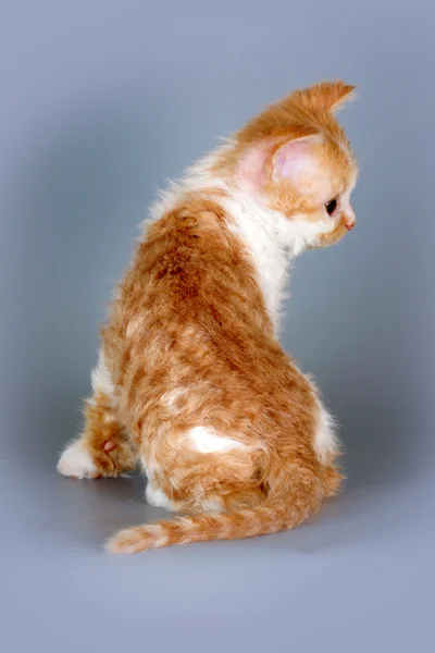 Chaton de race Selkirk Rex couleur rouge-blanc sur fond gris i — Photo