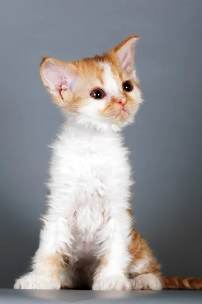 Gatito de raza Selkirk Rex rojo-blanco color sobre fondo gris i —  Fotos de Stock