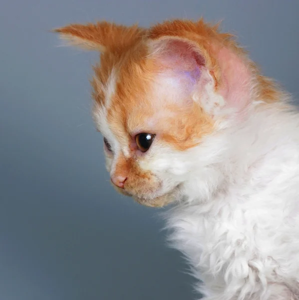 Gatito de raza Selkirk Rex rojo-blanco color sobre fondo gris i —  Fotos de Stock