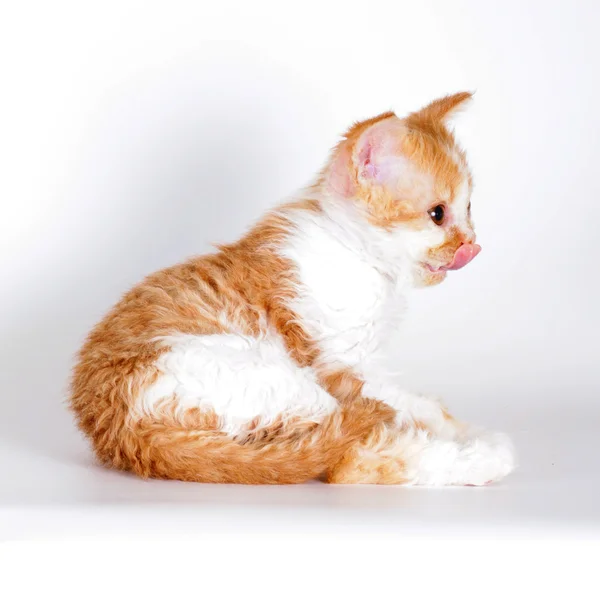 Kotka rasy Selkirk Rex czerwono biały kolor na jasny szary grzbiet Zdjęcie Stockowe