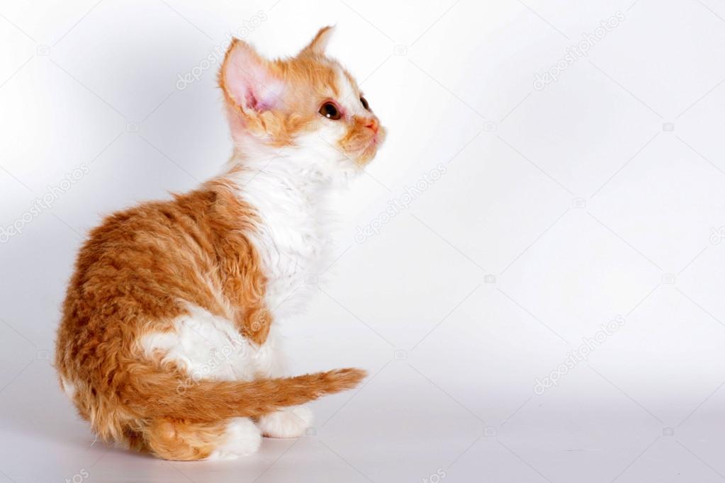 Yavru kedi doğurmak Selkirk Rex kırmızıbeyaz renkte bir ışık gri arka