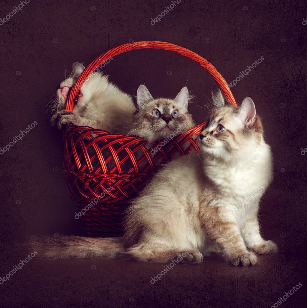 Three Beautiful Cat Breed Neva Masquerade Is Played With A Baske Stock Photo C Garosha 128541864