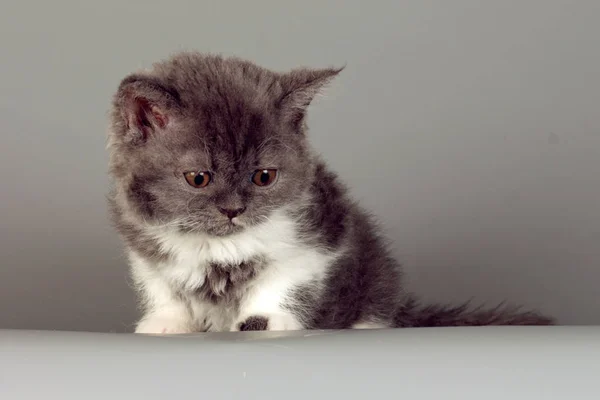 Kattunge av rasen Selkirk Rex grå-vit färg på grå bakgrund — Stockfoto