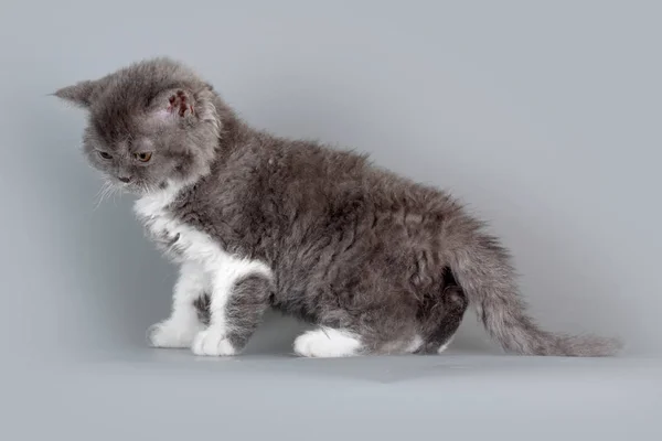 Gatinho da raça Selkirk Rex cor cinza-branco no fundo cinza — Fotografia de Stock