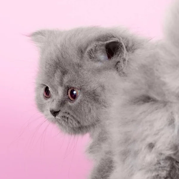 Gatinho bonito raça Selkirk Rex cor cinza no fundo rosa em S — Fotografia de Stock